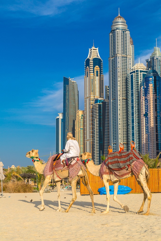 Camel in Dubai Marina